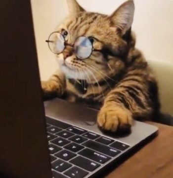パソコンに向かうネコ