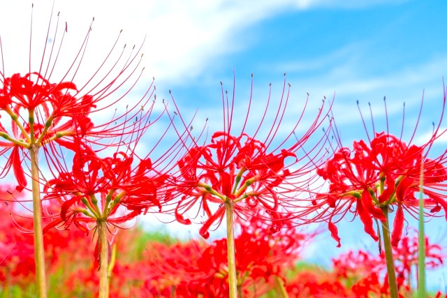 彼岸花