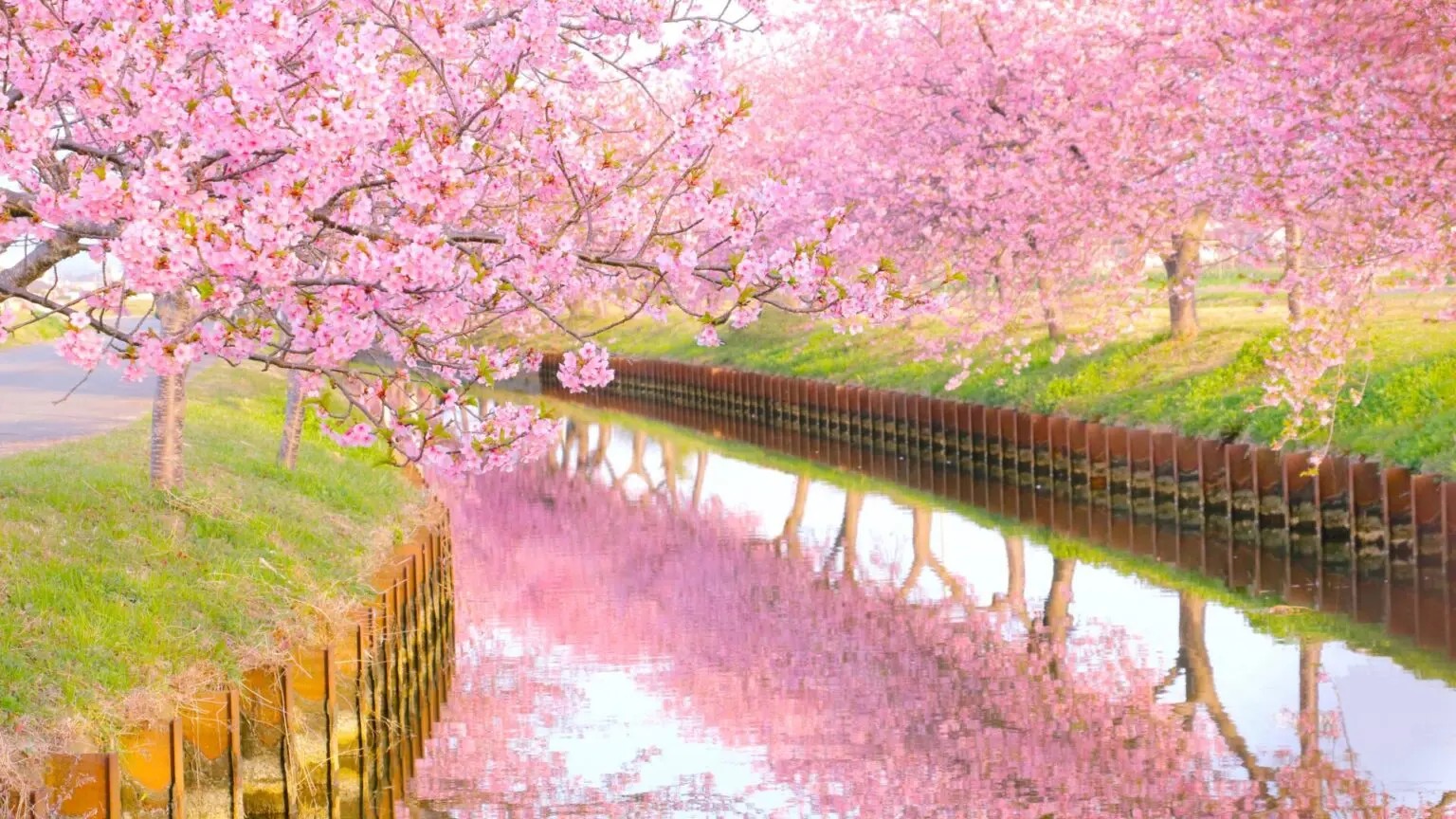 桜