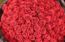 108本のバラ、結婚してください!