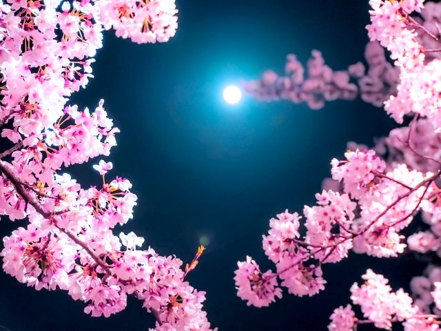 夜桜でプロポーズ